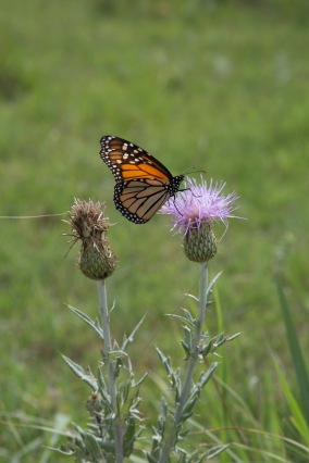 Pollinators_Butterfly02